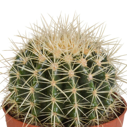 Echinocactus grusonii 2 - LushLeaf | Online planten bestellen