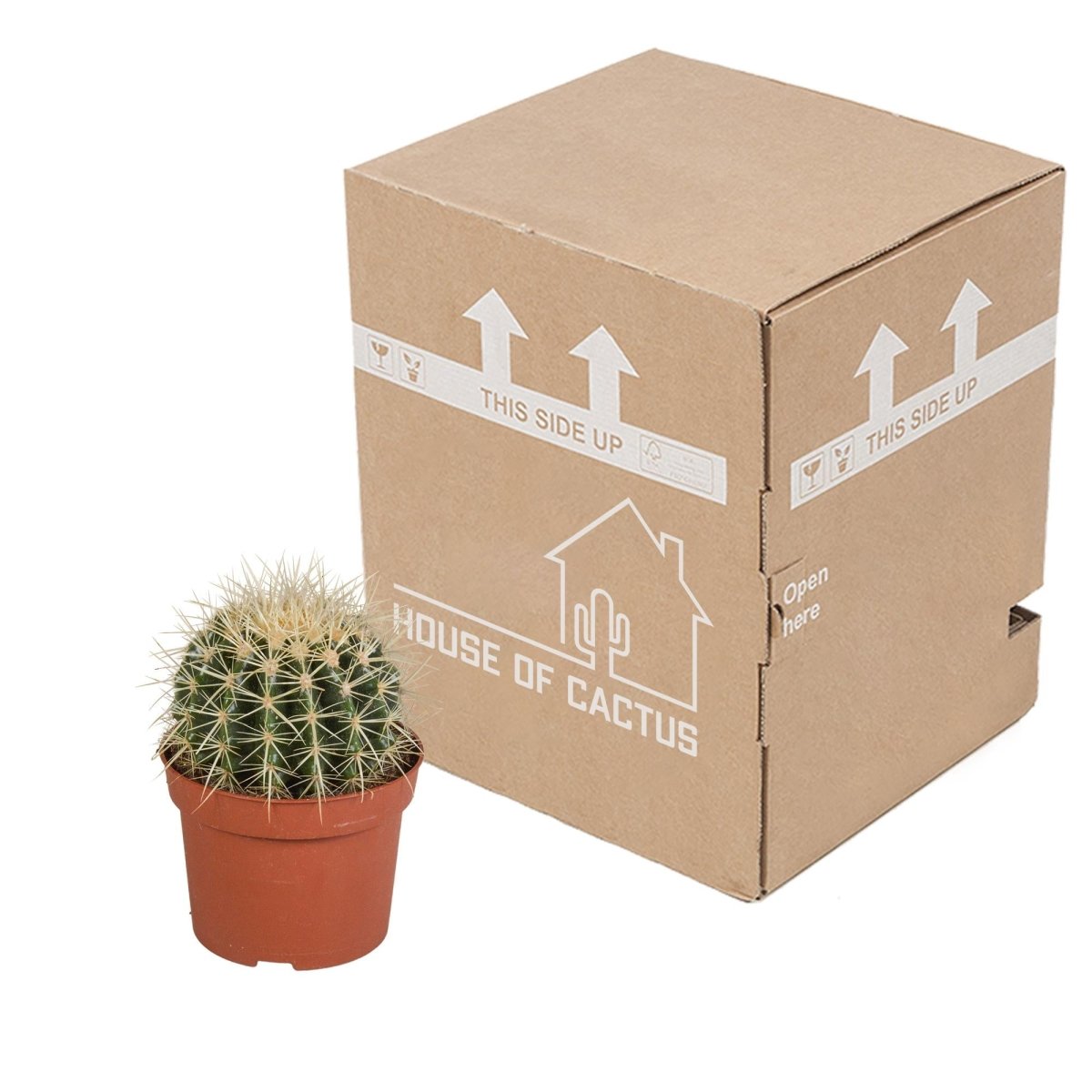 Echinocactus grusonii 3 - LushLeaf | Online planten bestellen