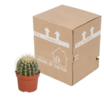 Echinocactus grusonii 3 - LushLeaf | Online planten bestellen