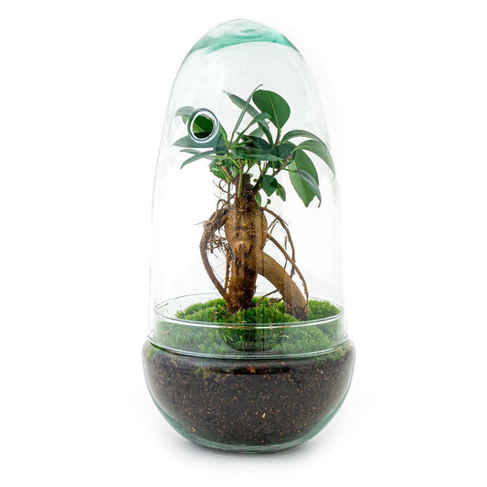 Egg Bonsai | DIY terrarium 1 - LushLeaf | Online planten bestellen