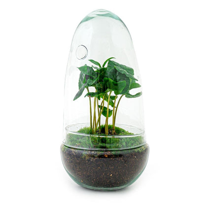 Egg Coffea Arabica | DIY terrarium 1 - LushLeaf | Online planten bestellen