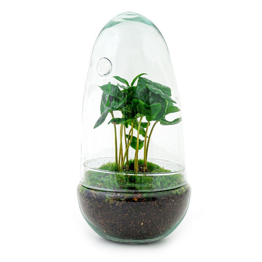 Egg Coffea Arabica | DIY terrarium 1 - LushLeaf | Online planten bestellen