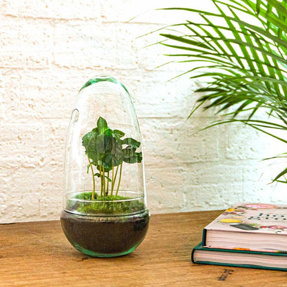 Egg Coffea Arabica | DIY terrarium 3 - LushLeaf | Online planten bestellen