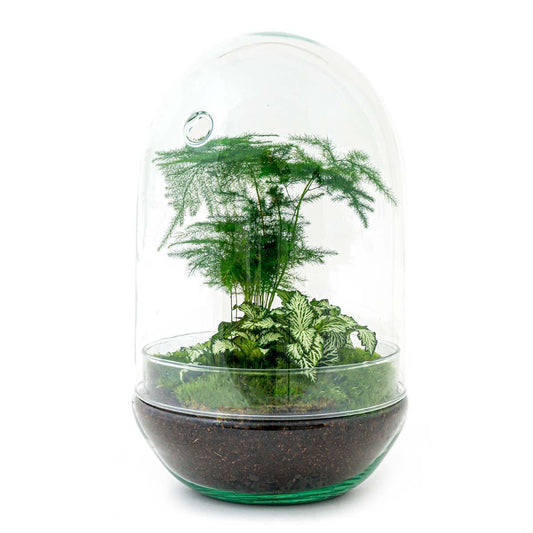 Egg L | DIY terrarium 1 - LushLeaf | Online planten bestellen