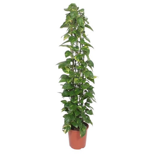 Epipremnum Aureum gaasrek 1 - LushLeaf | Online planten bestellen