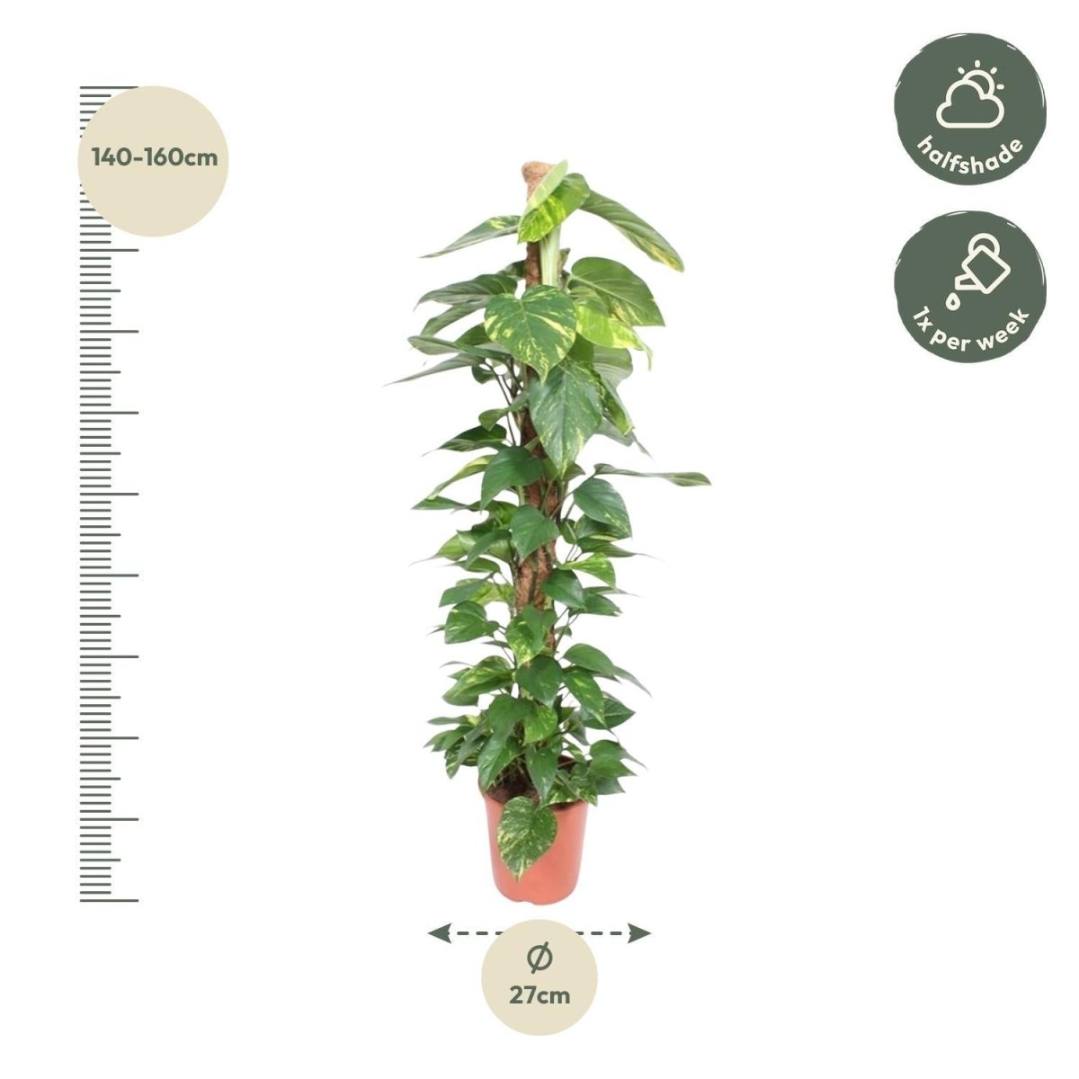 Epipremnum Aureum mosstok 4 - LushLeaf | Online planten bestellen