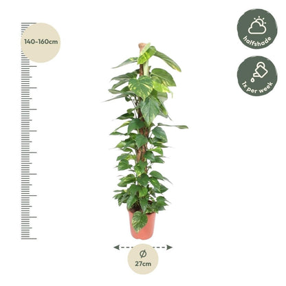 Epipremnum Aureum mosstok 4 - LushLeaf | Online planten bestellen