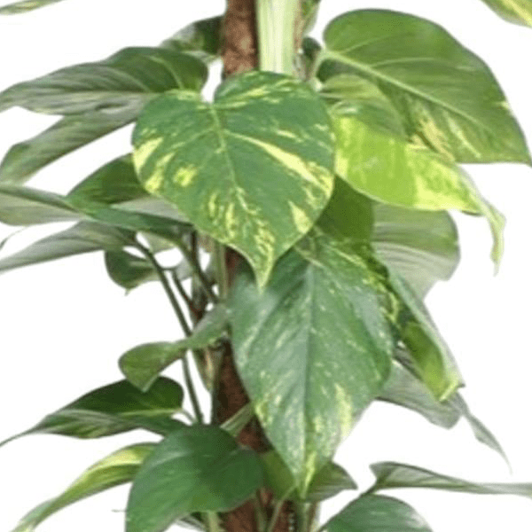 Epipremnum Aureum mosstok 2 - LushLeaf | Online planten bestellen