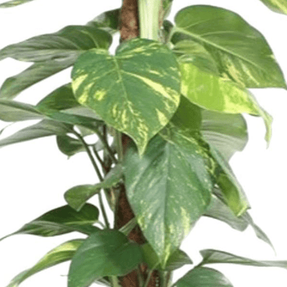 Epipremnum Aureum mosstok 2 - LushLeaf | Online planten bestellen