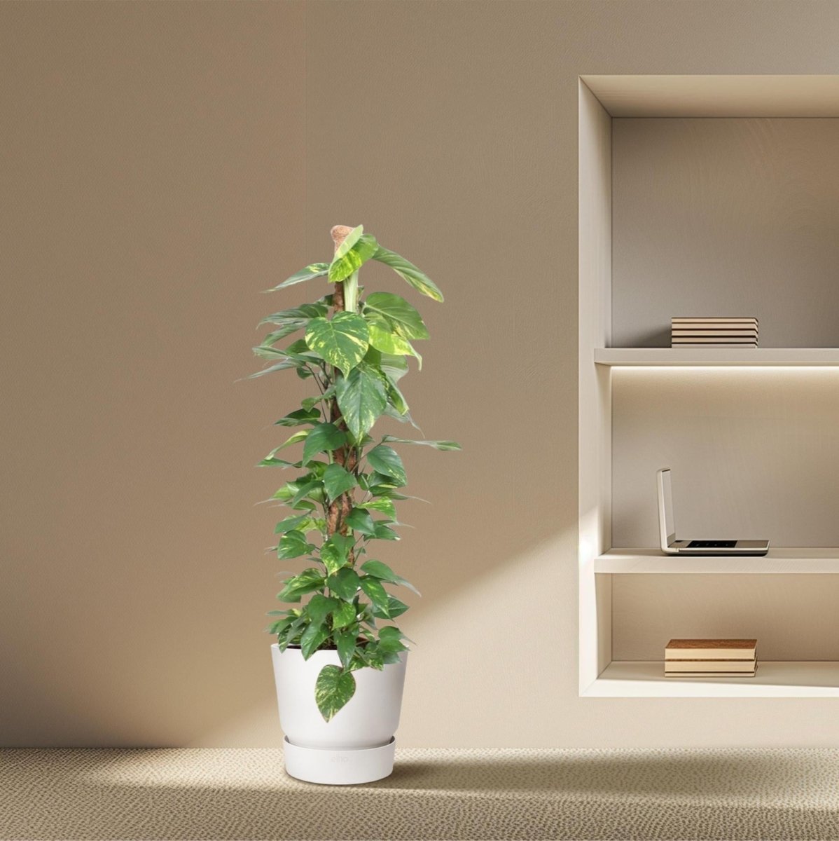 Epipremnum Aureum mosstok 3 - LushLeaf | Online planten bestellen