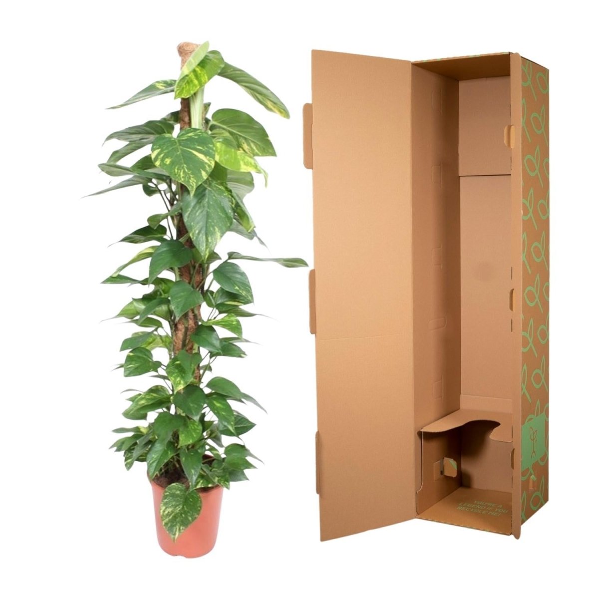 Epipremnum Aureum mosstok 5 - LushLeaf | Online planten bestellen