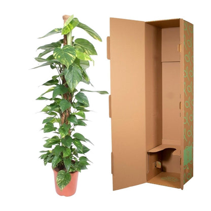 Epipremnum Aureum mosstok 5 - LushLeaf | Online planten bestellen