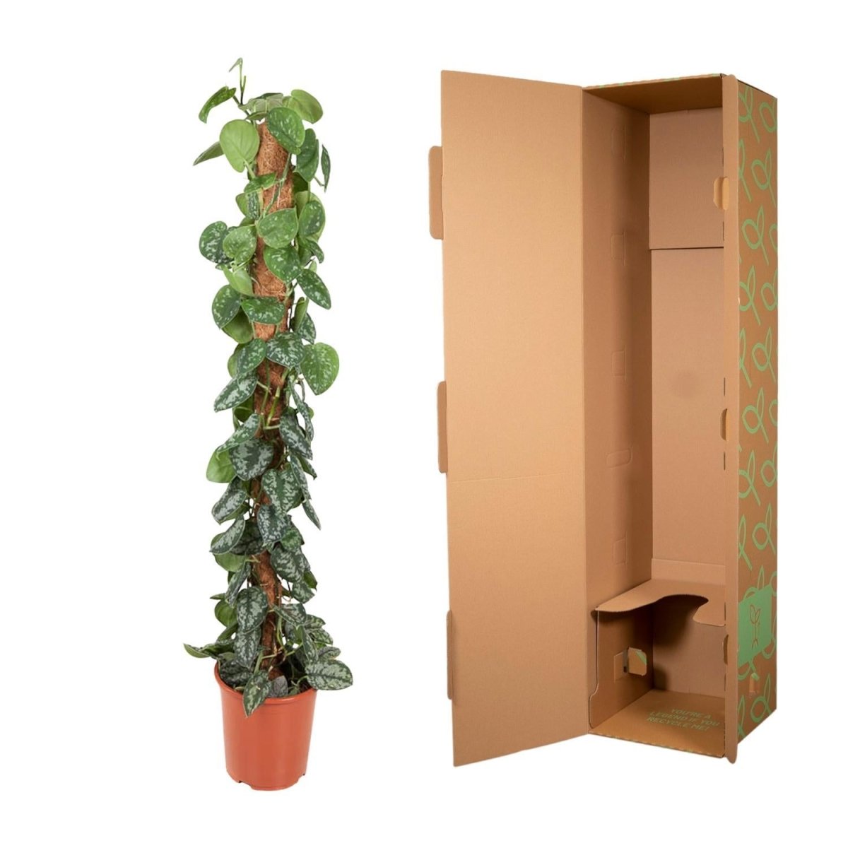 Epipremnum Pictus Trebie Mosstok 5 - LushLeaf | Online planten bestellen