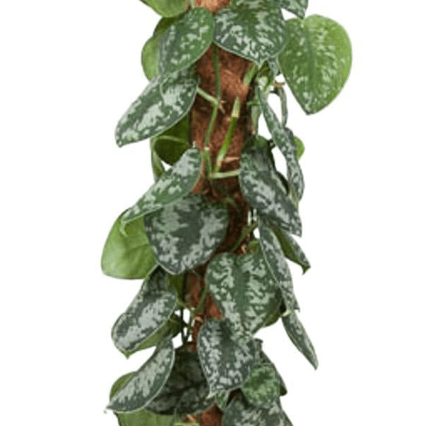 Epipremnum Pictus Trebie Mosstok 2 - LushLeaf | Online planten bestellen