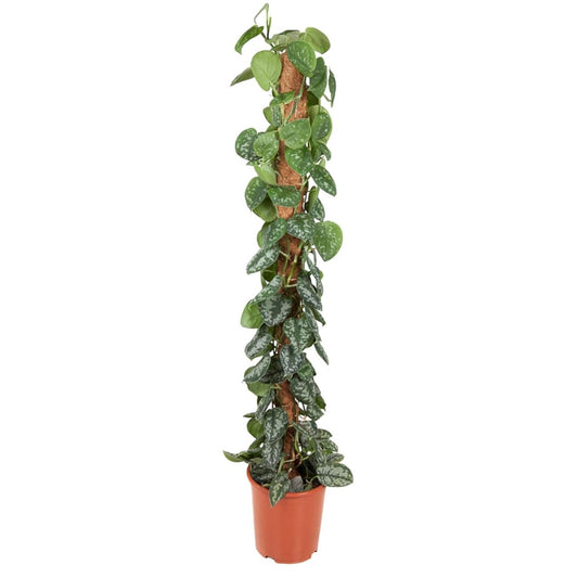 Epipremnum Pictus Trebie Mosstok 1 - LushLeaf | Online planten bestellen