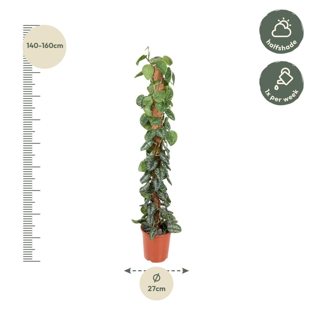 Epipremnum Pictus Trebie Mosstok 4 - LushLeaf | Online planten bestellen