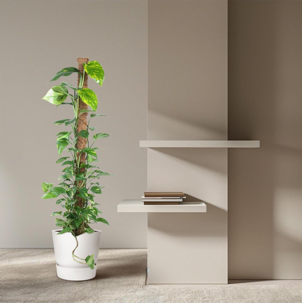 Epipremnum Pinnatum Mosstok 3 - LushLeaf | Online planten bestellen