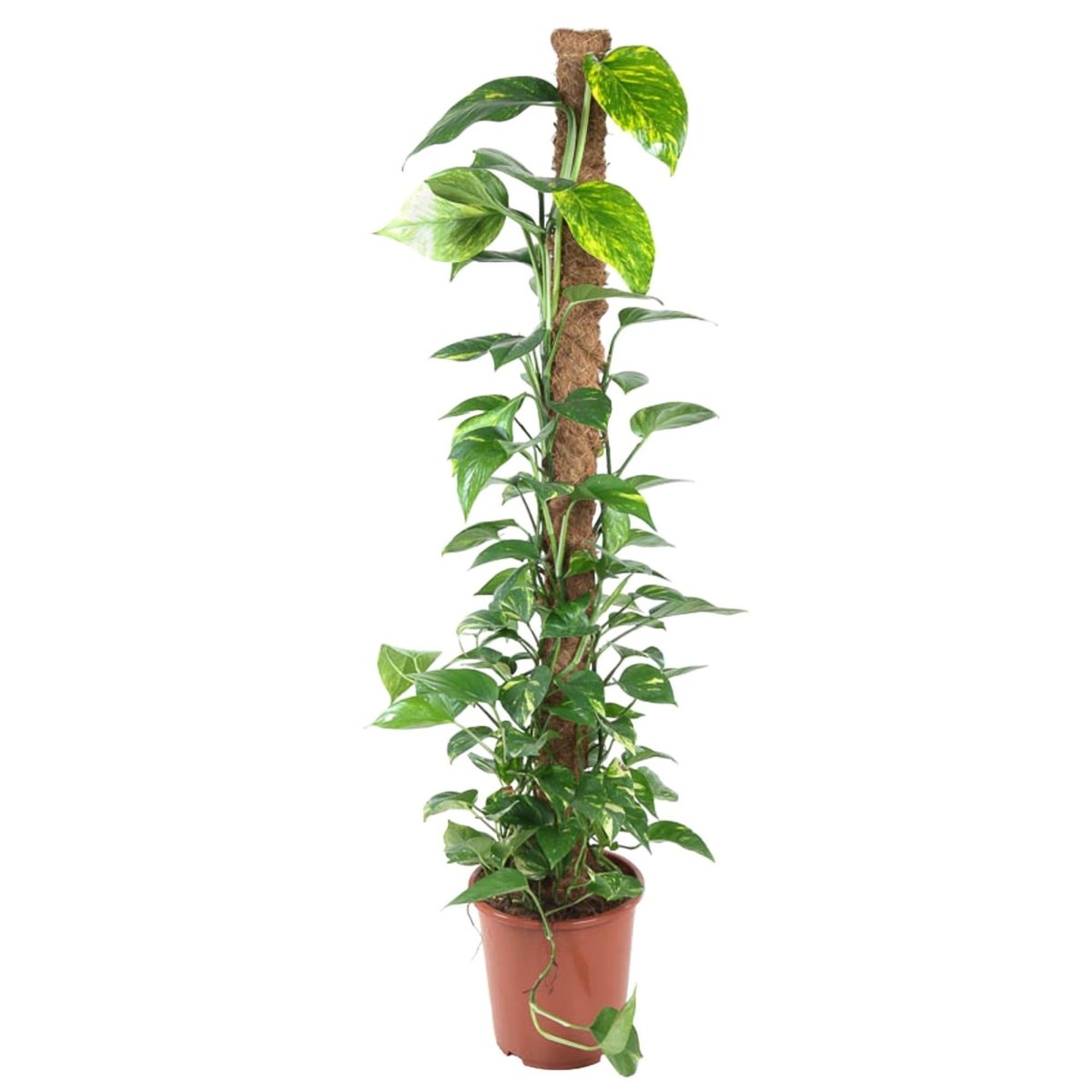 Epipremnum Pinnatum Mosstok 1 - LushLeaf | Online planten bestellen