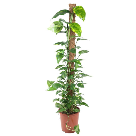 Epipremnum Pinnatum Mosstok 1 - LushLeaf | Online planten bestellen