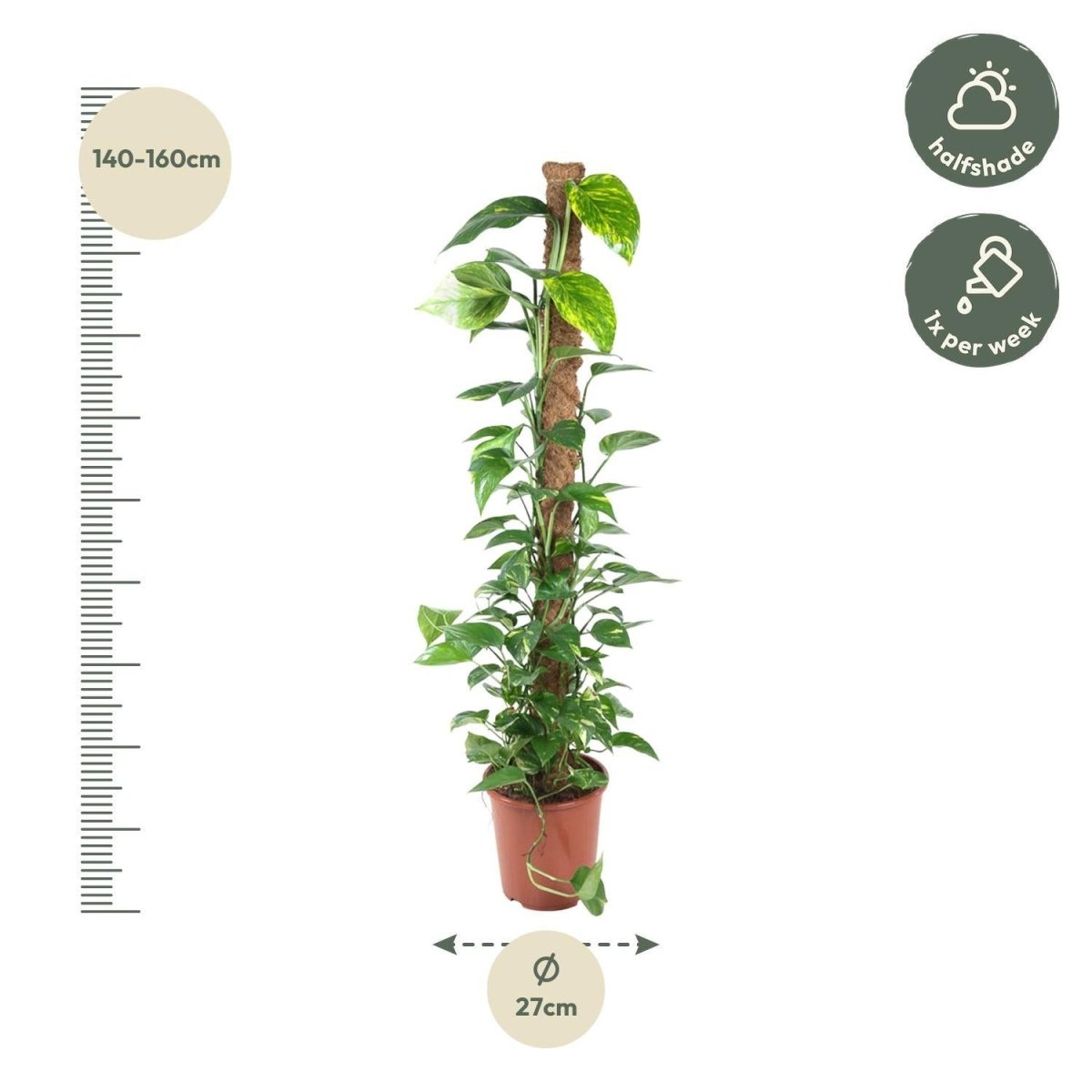 Epipremnum Pinnatum Mosstok 4 - LushLeaf | Online planten bestellen