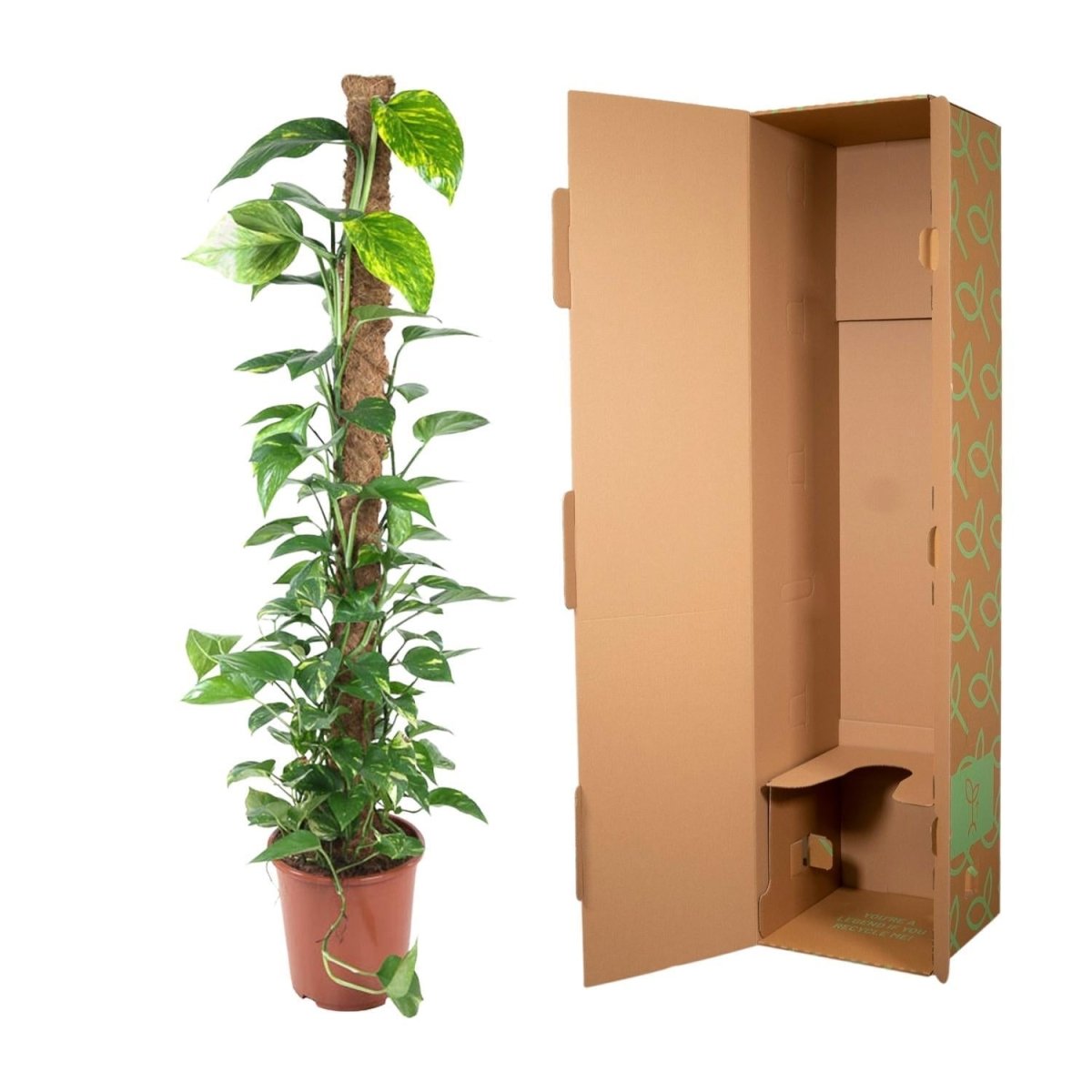 Epipremnum Pinnatum Mosstok 5 - LushLeaf | Online planten bestellen