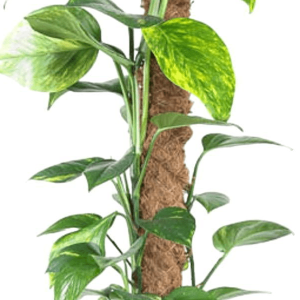 Epipremnum Pinnatum Mosstok 2 - LushLeaf | Online planten bestellen
