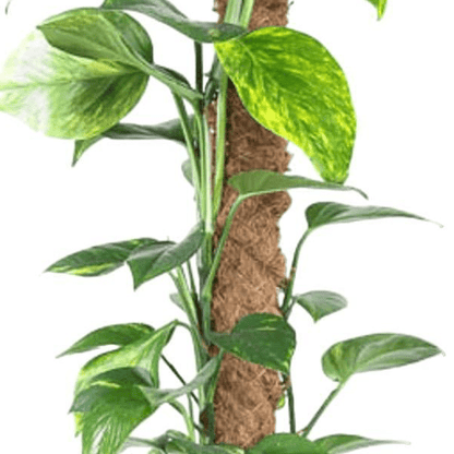 Epipremnum Pinnatum Mosstok 2 - LushLeaf | Online planten bestellen