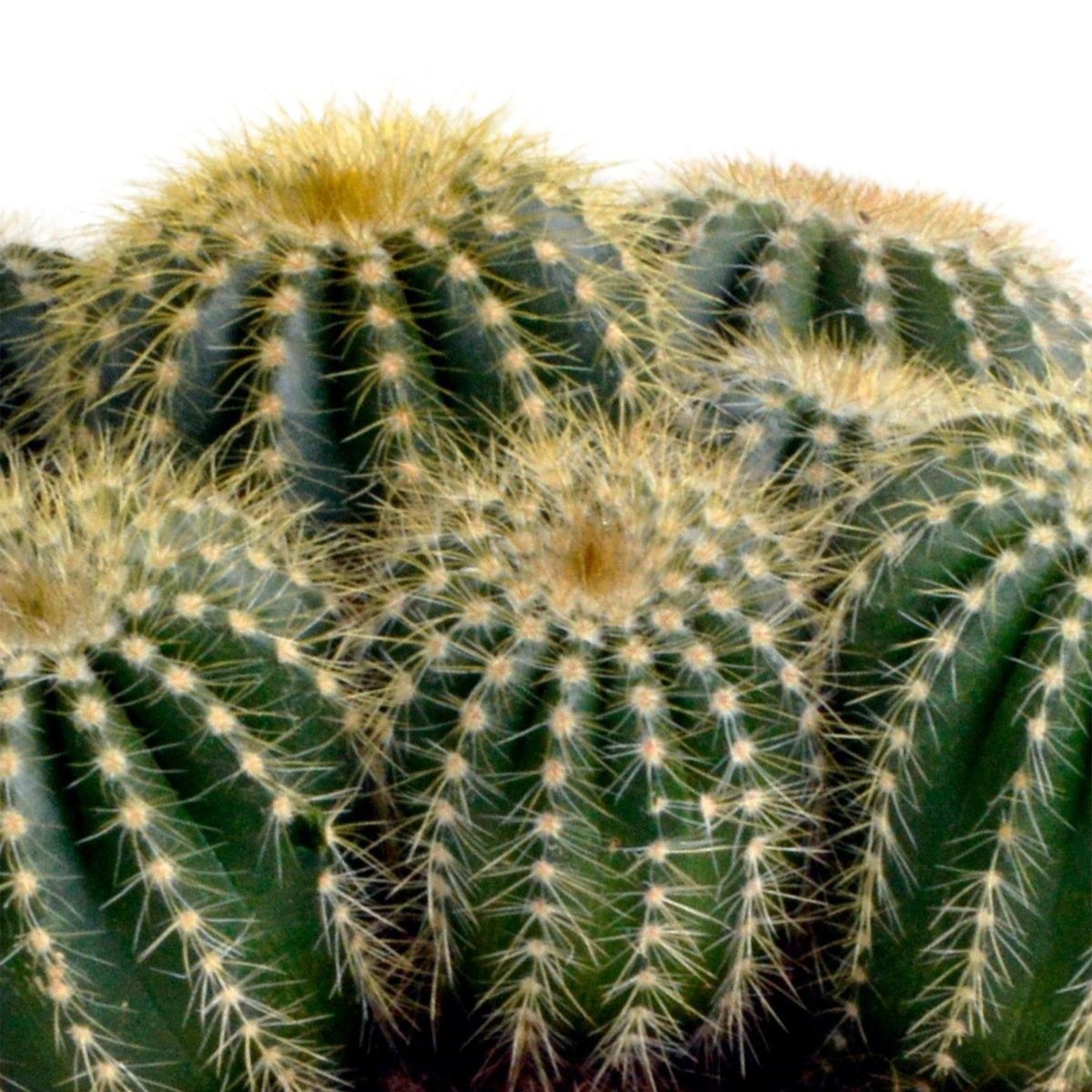 Eriocactus warasii 2 - LushLeaf | Online planten bestellen