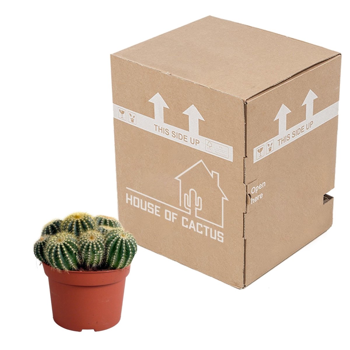 Eriocactus warasii 3 - LushLeaf | Online planten bestellen
