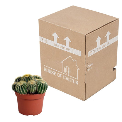 Eriocactus warasii 3 - LushLeaf | Online planten bestellen