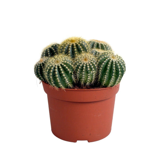 Eriocactus warasii 1 - LushLeaf | Online planten bestellen