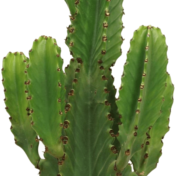 Euphorbia ingens 2 - LushLeaf | Online planten bestellen