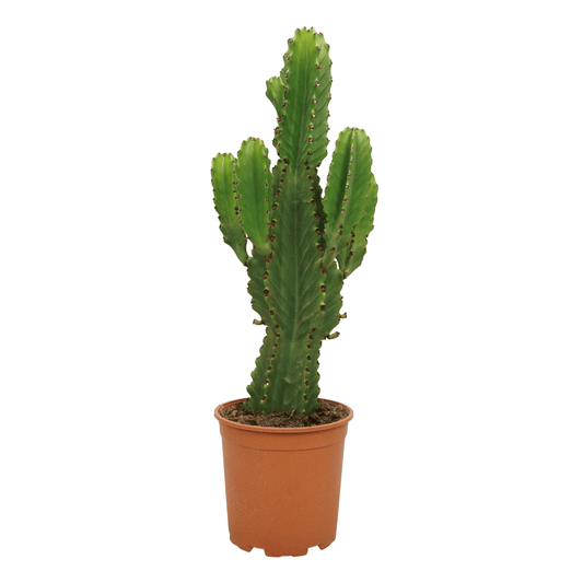 Euphorbia ingens 1 - LushLeaf | Online planten bestellen