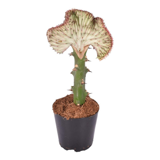 Euphorbia lactea Cristata rood 1 - LushLeaf | Online planten bestellen