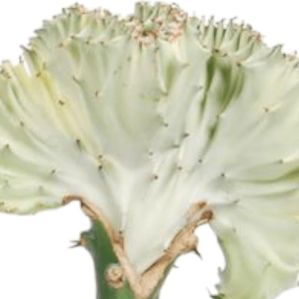 Euphorbia lactea Cristata wit 2 - LushLeaf | Online planten bestellen