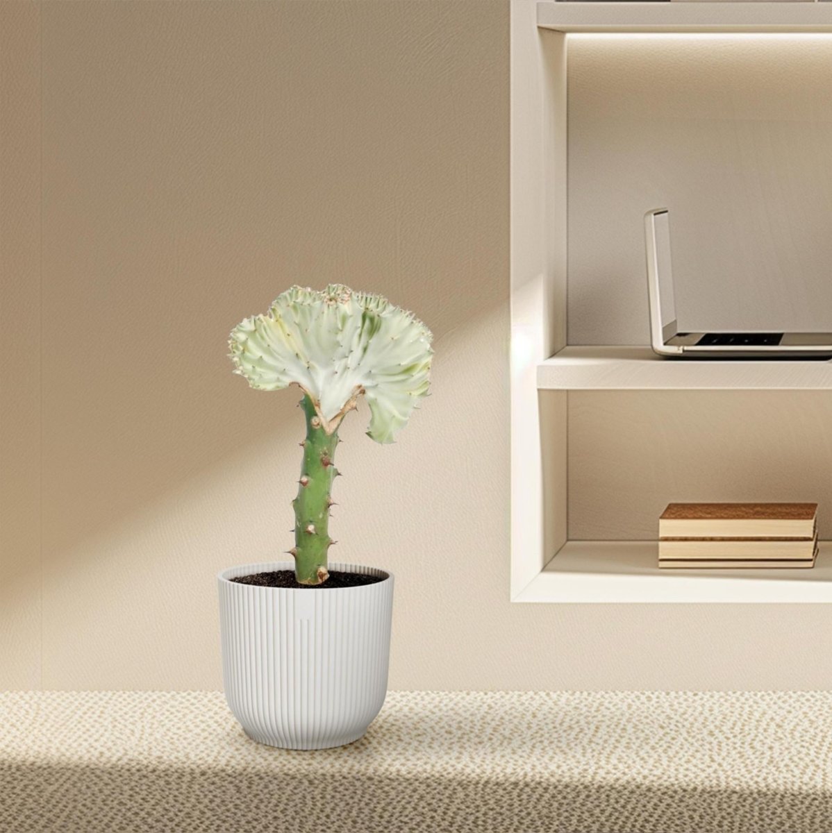 Euphorbia lactea Cristata wit 3 - LushLeaf | Online planten bestellen