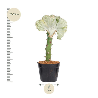 Euphorbia lactea Cristata wit 4 - LushLeaf | Online planten bestellen