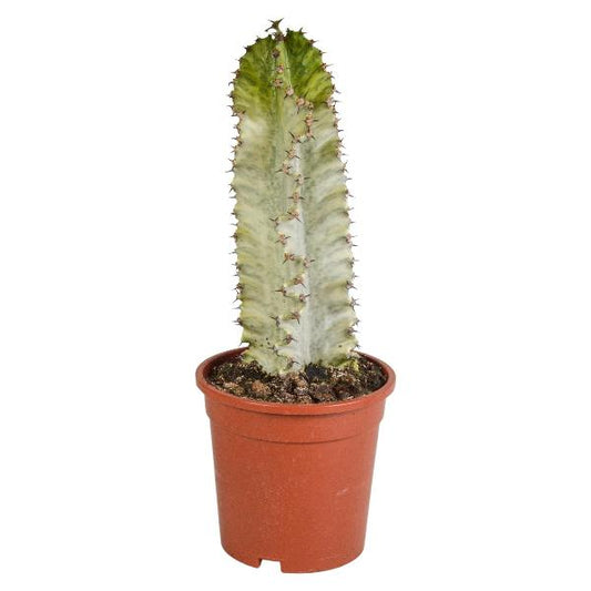 Euphorbia marmorata 1 - LushLeaf | Online planten bestellen