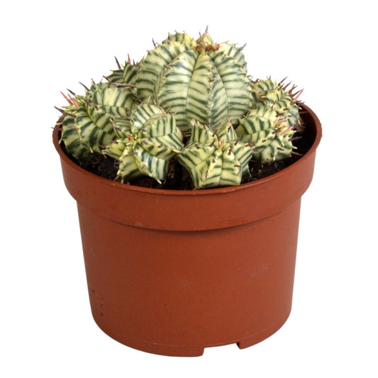 Euphorbia meloformis variegata 1 - LushLeaf | Online planten bestellen