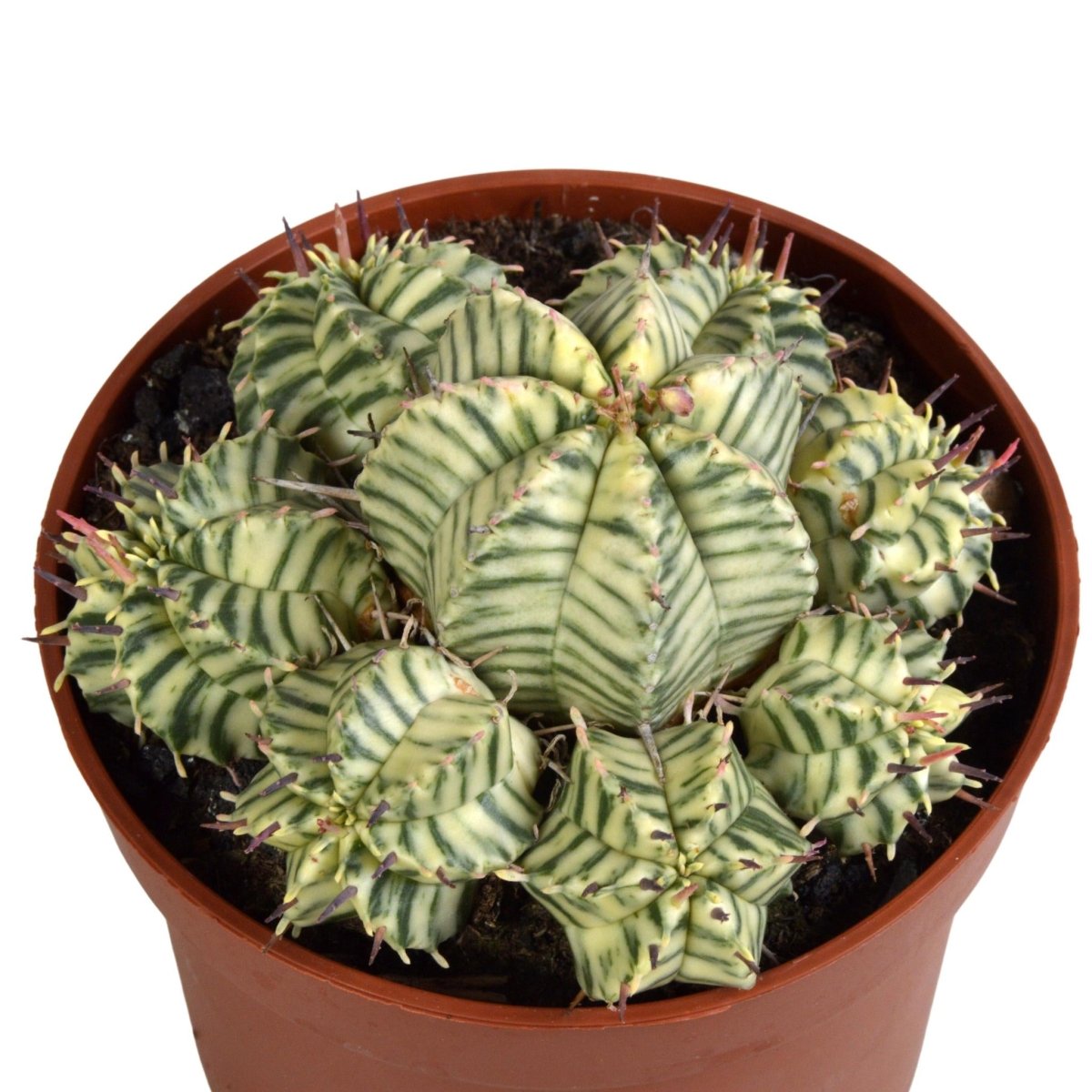 Euphorbia meloformis variegata 2 - LushLeaf | Online planten bestellen