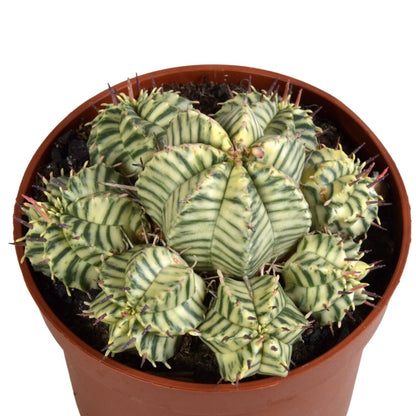 Euphorbia meloformis variegata 2 - LushLeaf | Online planten bestellen