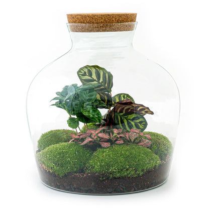 Fat Joe Coffea | DIY terrarium 1 - LushLeaf | Online planten bestellen