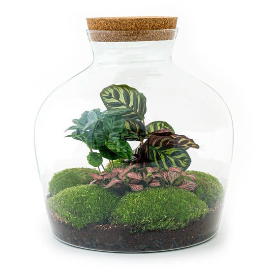 Fat Joe Coffea | DIY terrarium 1 - LushLeaf | Online planten bestellen