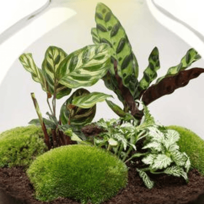 Fat Joe met LED lamp | Terrarium 2 - LushLeaf | Online planten bestellen