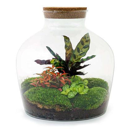 Fat Joe Rood | DIY terrarium 1 - LushLeaf | Online planten bestellen