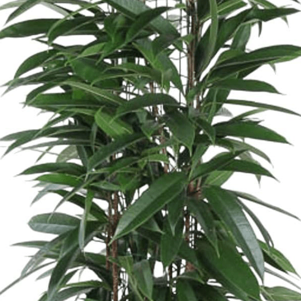Ficus Alii King zuil 2 - LushLeaf | Online planten bestellen