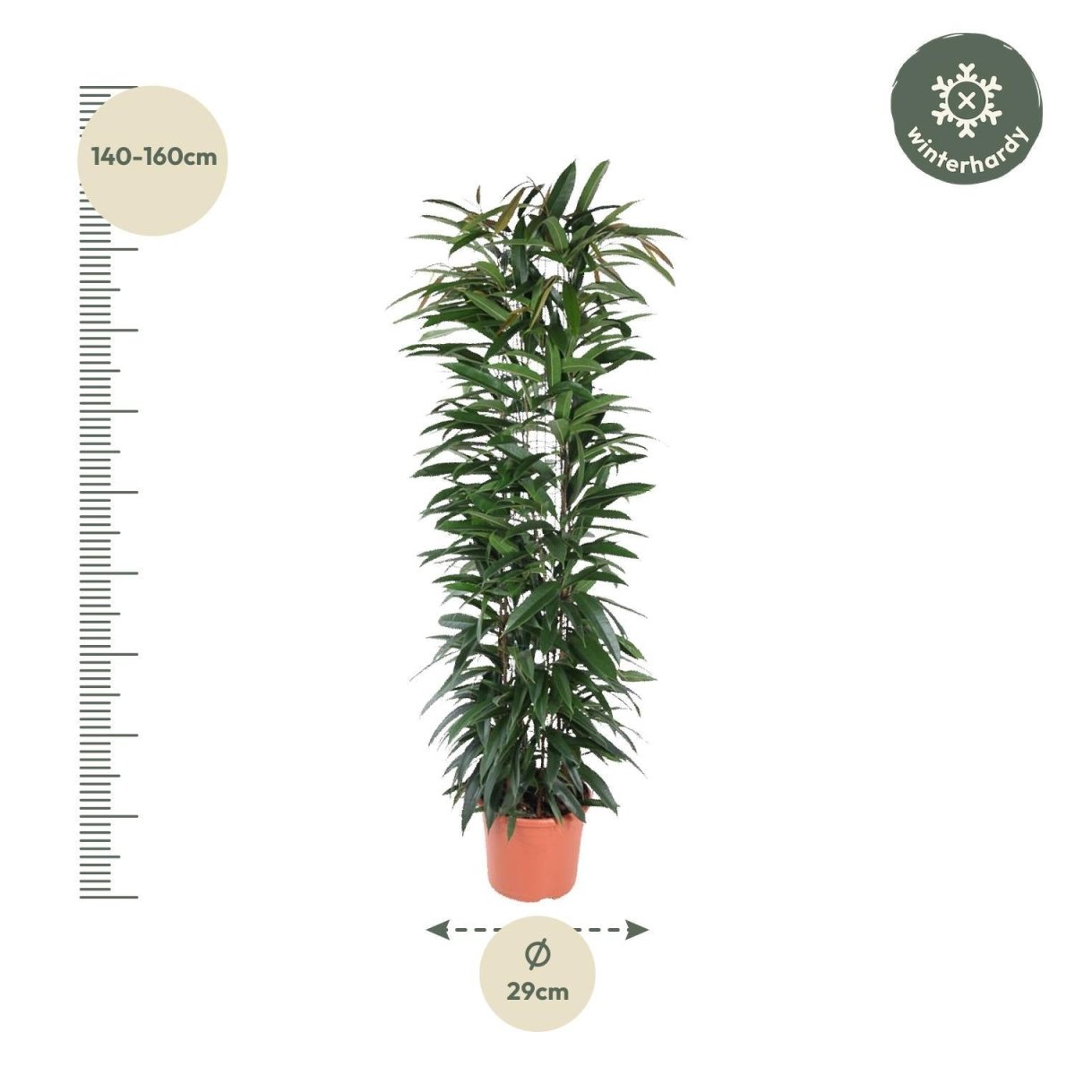 Ficus Alii King zuil 4 - LushLeaf | Online planten bestellen