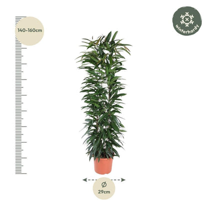 Ficus Alii King zuil 4 - LushLeaf | Online planten bestellen