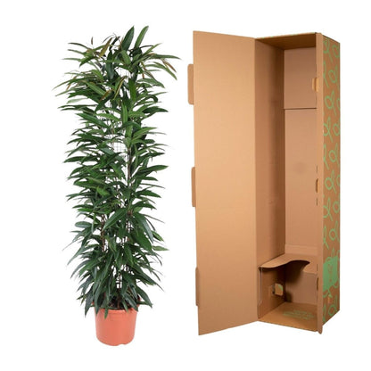 Ficus Alii King zuil 5 - LushLeaf | Online planten bestellen