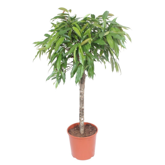 Ficus Amstel King 1 - LushLeaf | Online planten bestellen